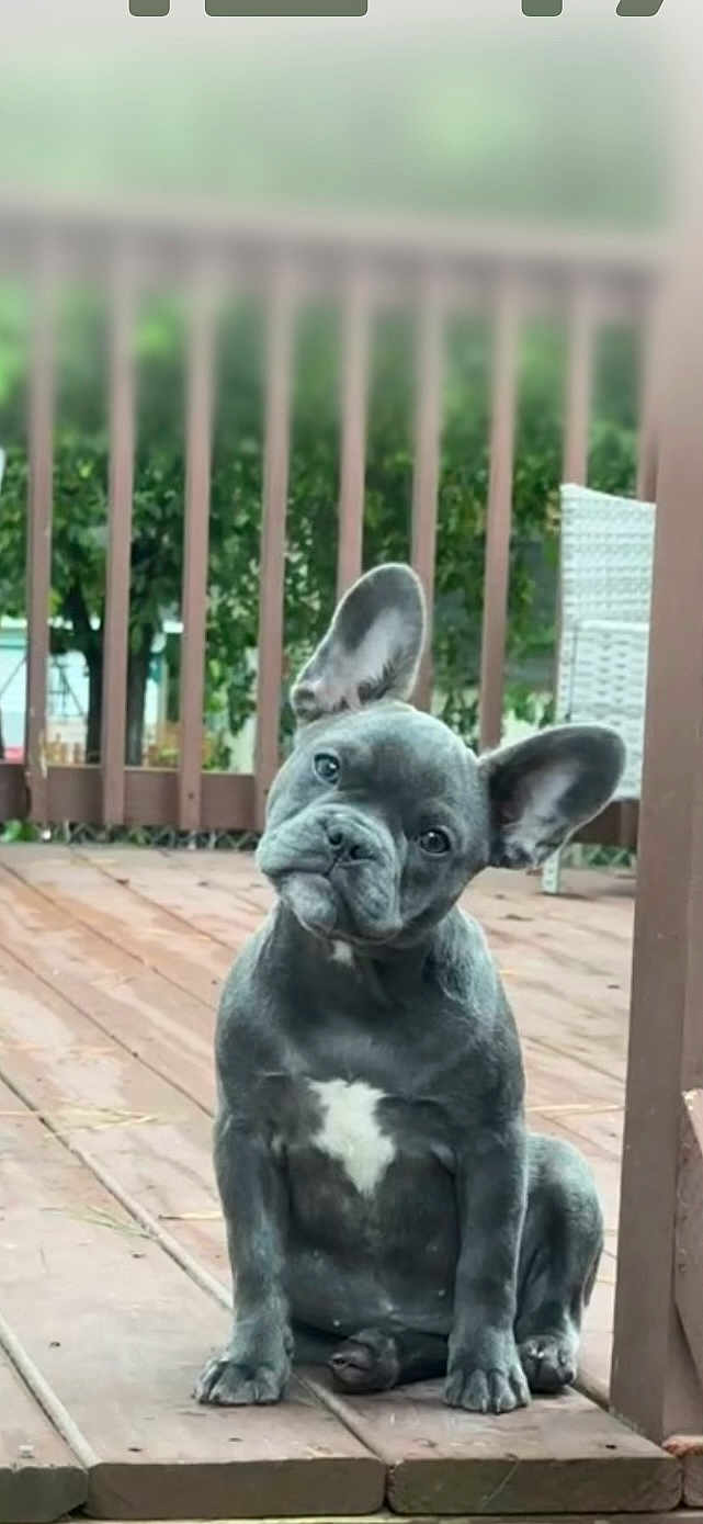 Bella is registered to the contest to win money with this photo: french_bulldog, puppy, dog, pet, outdoor, deck, wooden_floor, curious, ears, tilted_head, white_patch, sitting, canine, animal, backyard, fence, greenery, cute, young_dog, domestic_animal