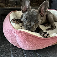 Bella joined the competition — help win amazing prizes! french_bulldog, puppy, dog_bed, pink, white, cozy, indoor, pet, ears, paw, floor, fireplace, cute, animal, looking, resting, young, companion, adorable, fur