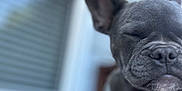 Bella joined the competition — help win amazing prizes! animal, black_dog, blurred_background, canine, close_up, companion, dog, domestic, ears, face, furry, house, outdoor, peaceful, pet, portrait, relaxed, snout, white_patch, window