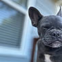 Bella joined the competition — help win amazing prizes! dog, black_dog, pet, close_up, outdoor, window, house, blurred_background, white_patch, animal, canine, face, ears, snout, peaceful, portrait, furry, domestic, companion, relaxed