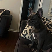 Bella joined the competition — help win amazing prizes! animal, brown, canine, companion, couch, decor, dog, domestic, ears_up, floor, french_bulldog, furniture, home, indoor, living_room, pet, pillow, quiet, seated, wall