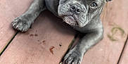 Bella joined the competition — help win amazing prizes! dog, puppy, french_bulldog, gray_dog, pet, canine, outdoor, wooden_deck, ears, face, animal, cute, young_dog, closeup, looking_up, fur, paw, adorable, companion, laying_down