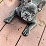 Bella joined the competition — help win amazing prizes! dog, puppy, french_bulldog, gray_dog, pet, canine, outdoor, wooden_deck, ears, face, animal, cute, young_dog, closeup, looking_up, fur, paw, adorable, companion, laying_down