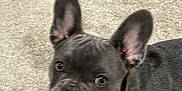 Bella joined the competition — help win amazing prizes! dog, french_bulldog, puppy, pet, animal, ears, carpet, indoor, looking_up, cute, domestic_animal, mammal, fur, canine, whiskers, young, small_dog, playful, companion, friendly