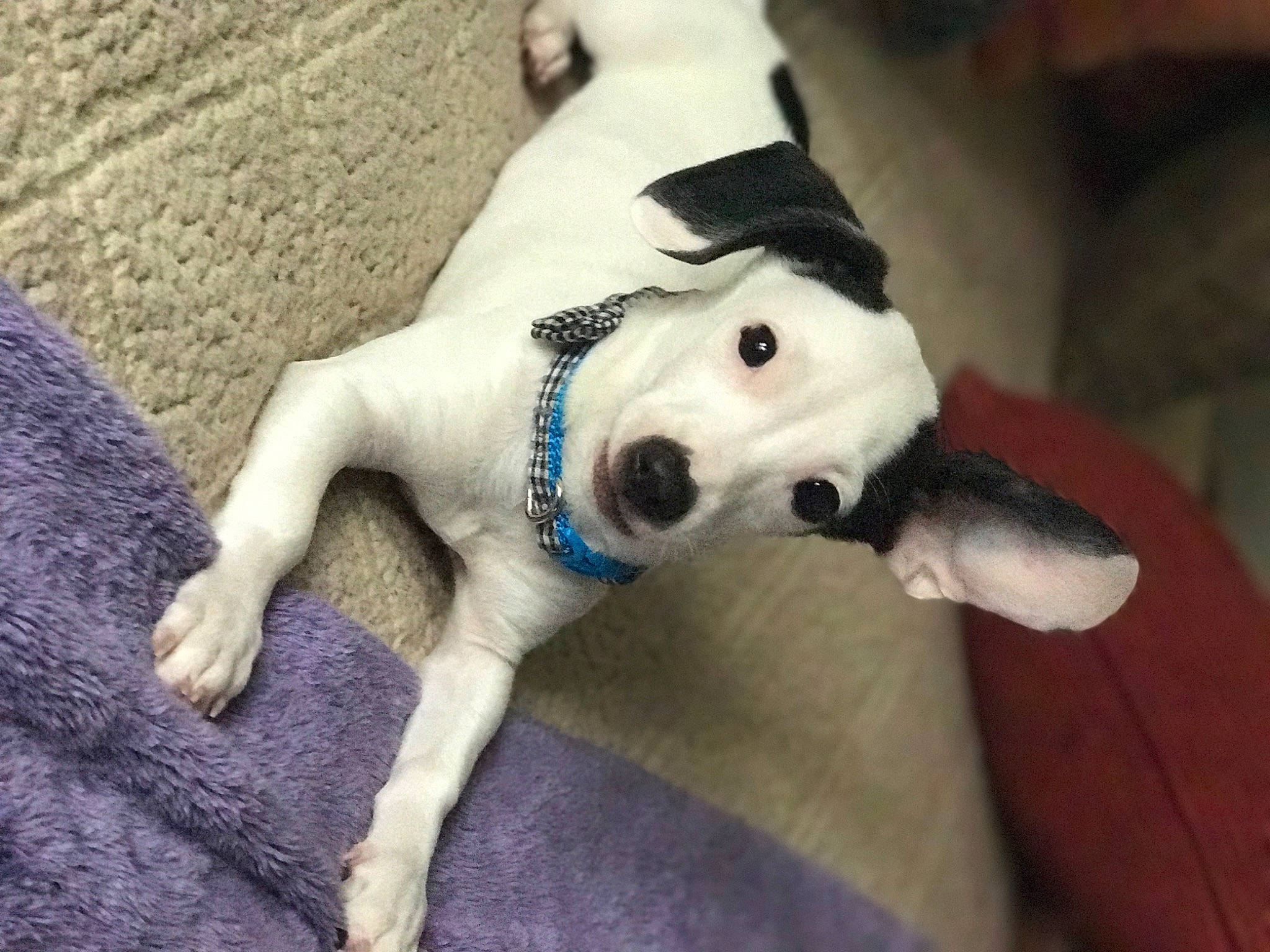 Gibson is registered to the contest to win money with this photo: ball, carnivore, collar, companion_dog, couch, dog, dog_breed, dog_collar, dog_supply, fawn, grey, pet_supply, snout, sporting_group, stuffed_toy, tail, toy, whiskers, wood, working_animal