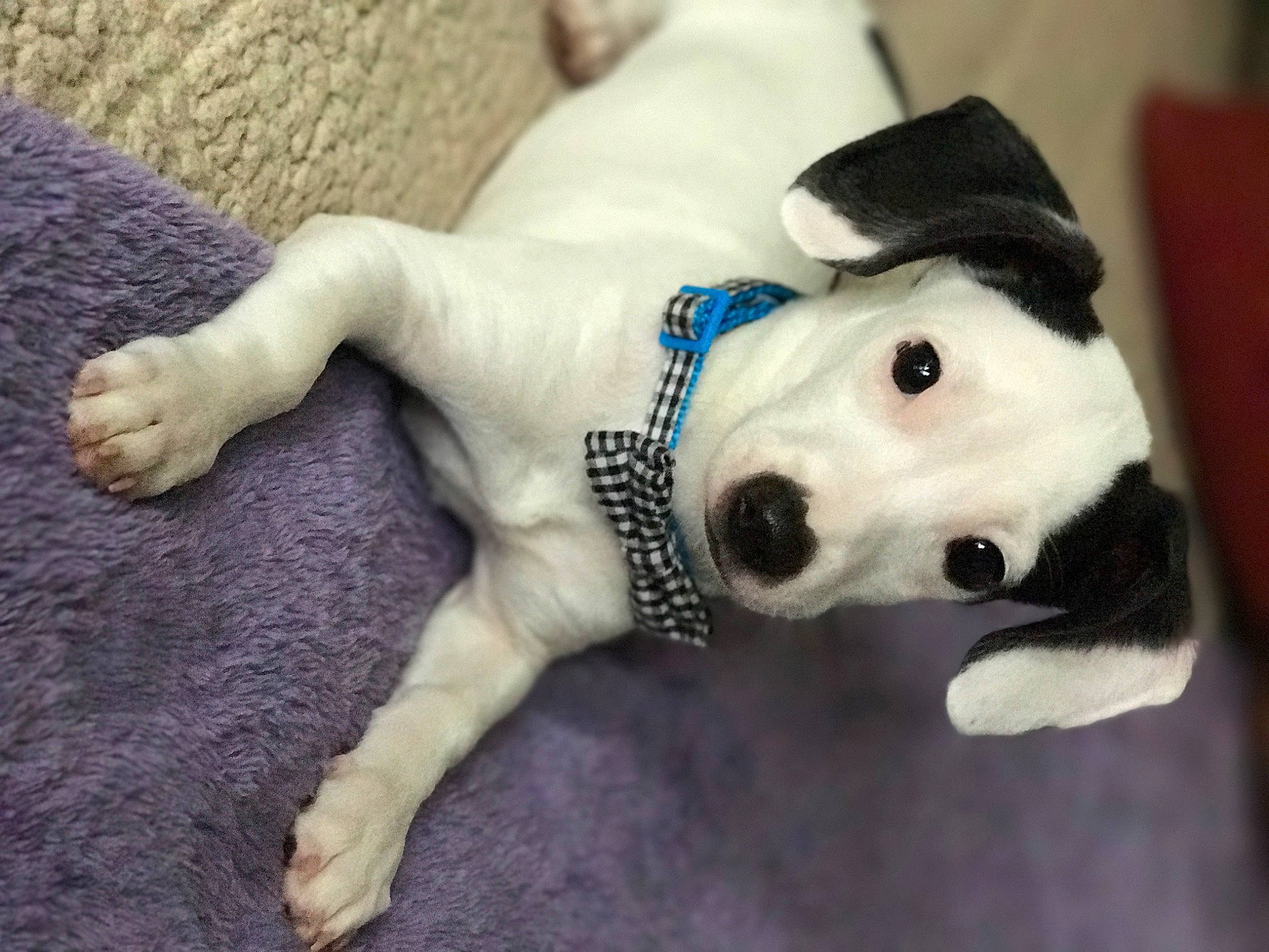 Gibson joined the competition — help win amazing prizes! ball, carnivore, collar, companion_dog, dog, dog_breed, dog_collar, dog_supply, ear, fawn, fur, paw, pet_supply, snout, stuffed_toy, tail, terrestrial_animal, toy, whiskers, working_animal