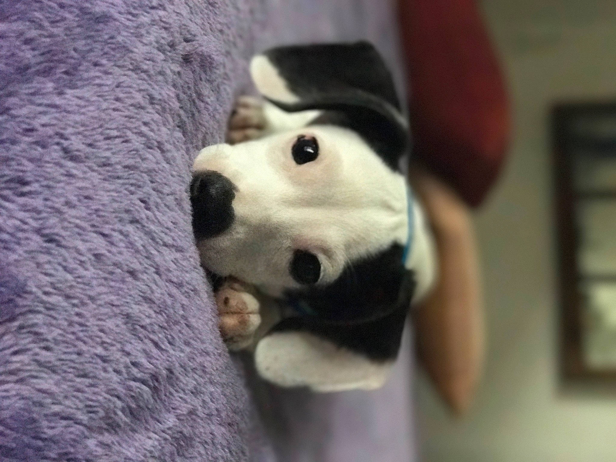 Gibson is registered to the contest to win money with this photo: ancient_dog_breeds, canidae, carnivore, companion_dog, dog, dog_breed, fawn, fur, guard_dog, livestock_guardian_dog, non_sporting_group, paw, puppy_love, siberian_husky, sporting_group, street_dog, whiskers, working_animal, working_dog, woven_fabric