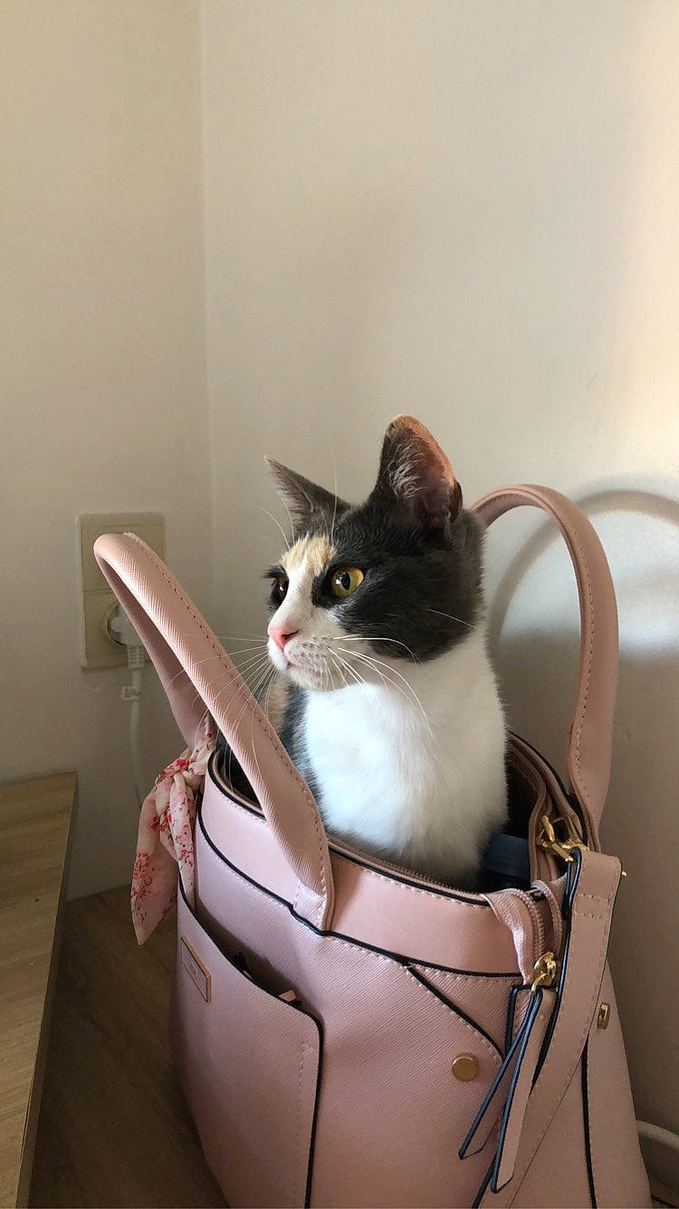 Pastel participe au concours pour gagner de l'argent avec cette photo : aegean_cat, carnivore, cat, domestic_short_haired_cat, european_shorthair, felidae, kitten, small_to_medium_sized_cats, snout, whiskers