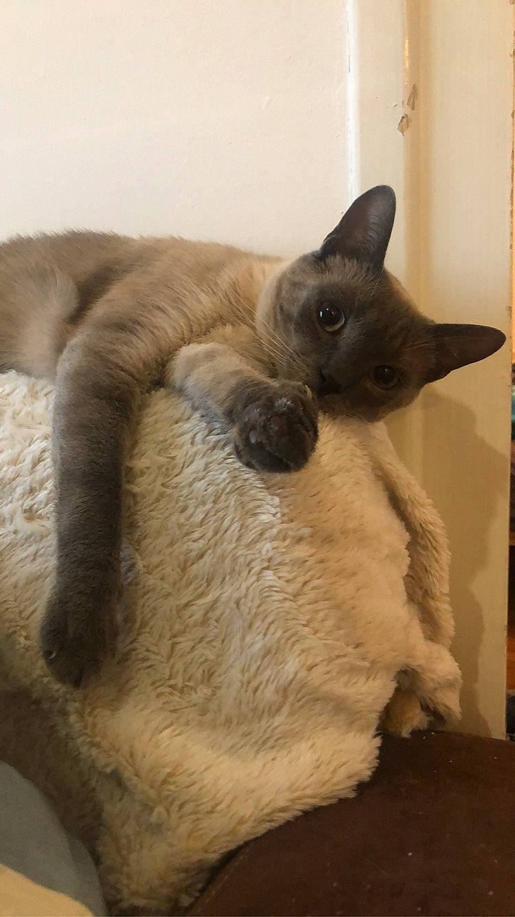 Pépito participe au concours pour gagner de l'argent avec cette photo : balinese, burmese, carnivore, cat, fawn, felidae, javanese, kitten, korat, mammal, russian_blue, siamese, small_to_medium_sized_cats, snout, tail, thai, tonkinese, vertebrate, whiskers