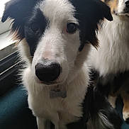 Adès a rejoint le concours — aidez-le/la à gagner de superbes lots ! dog, border_collie, black_and_white, pet, indoor, window, fur, animal, canine, sitting, two_dogs, portrait, looking, ears, close_up, domestic_animal, companion, cute, friendship, house