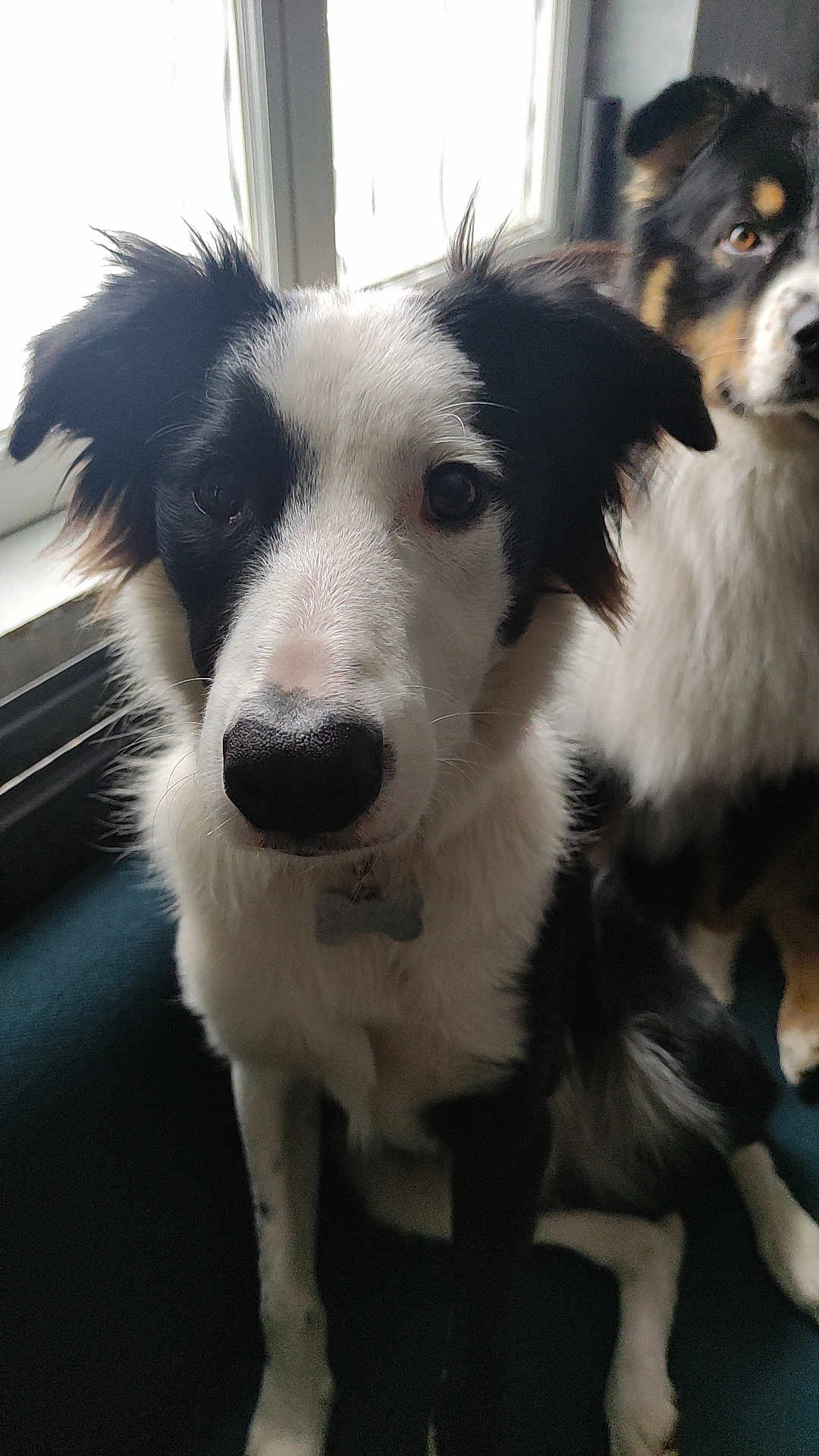 Adès a rejoint le concours — aidez-le/la à gagner de superbes lots ! dog, border_collie, black_and_white, pet, indoor, window, fur, animal, canine, sitting, two_dogs, portrait, looking, ears, close_up, domestic_animal, companion, cute, friendship, house
