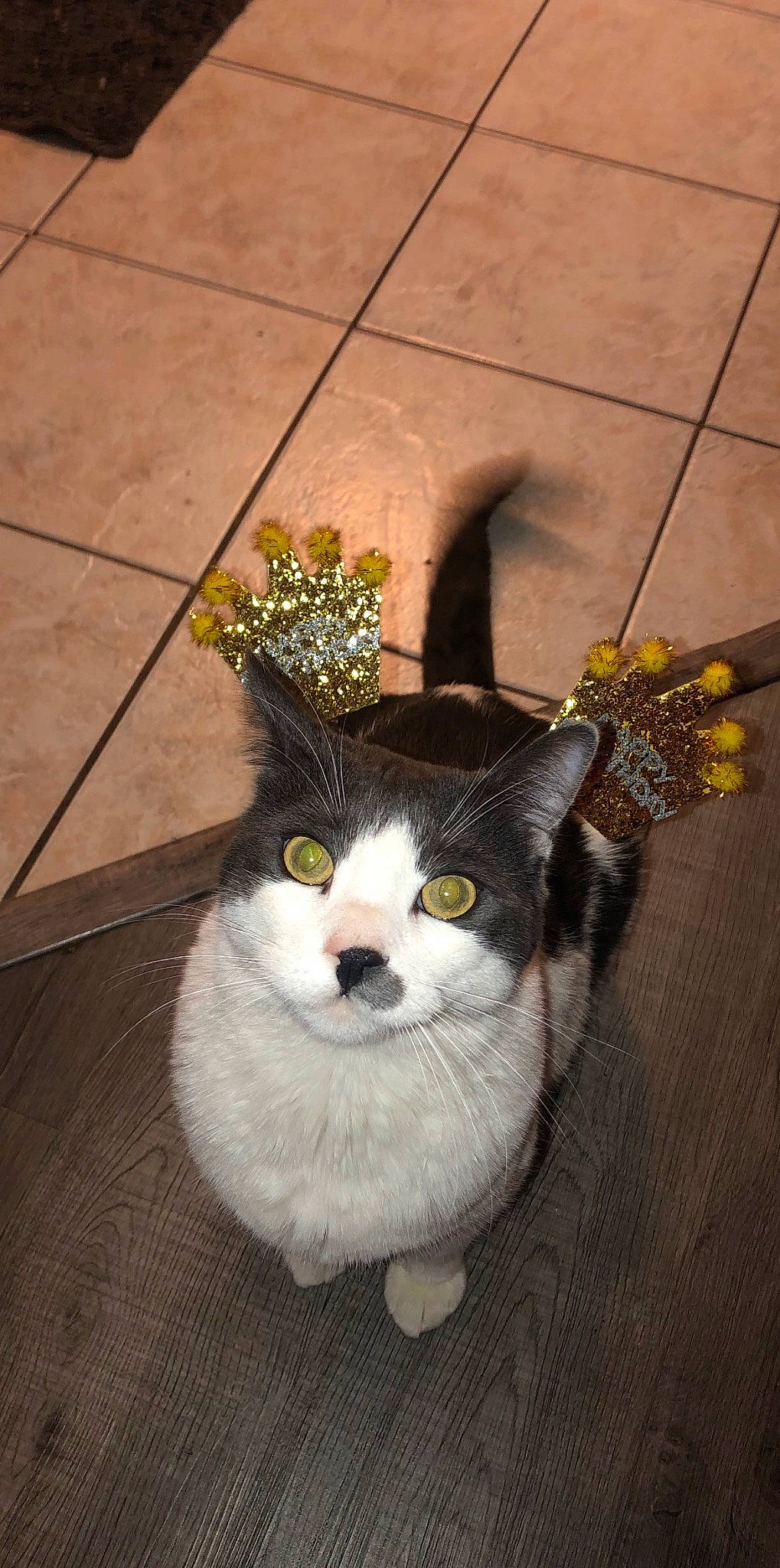 Sir Mittens joined the competition — help win amazing prizes! art, bag, carnivore, cat, cut_flowers, domestic_short_haired_cat, fashion_accessory, fawn, felidae, flooring, fur, small_to_medium_sized_cats, snout, tail, twig, whiskers, wood