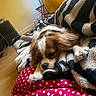 Rhea participe au concours pour gagner de l'argent avec cette photo : dog, blanket, polka_dot, red, white, black, brown, fur, indoor, curtains, yellow, floor, wood, pet, resting, cozy, relaxed, cushion, sleepy, comfort