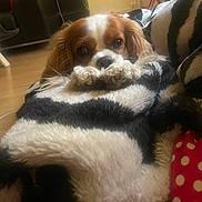 Rhea participe au concours pour gagner de l'argent avec cette photo : dog, blanket, indoor, fur, pet, cozy, brown, white, black, floor, couch, home, relaxed, cute, animal, comfort, living_room, paws, resting, soft
