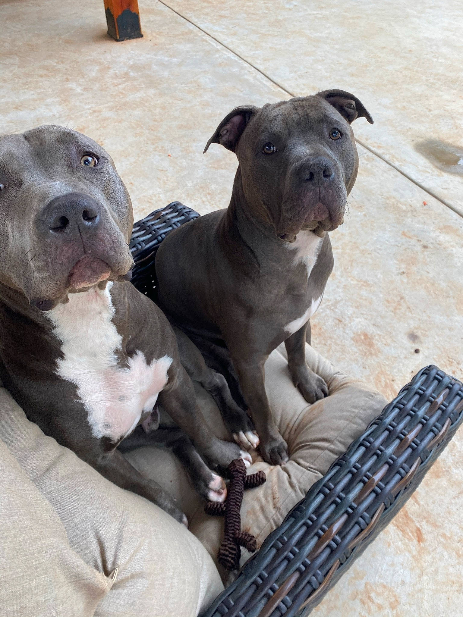 Kit joined the competition — help win amazing prizes! canidae, carnivore, collar, comfort, companion_dog, dog, dog_breed, dog_collar, fawn, fur, guard_dog, leash, molosser, non_sporting_group, pet_supply, snout, sporting_group, terrestrial_animal, working_animal, working_dog