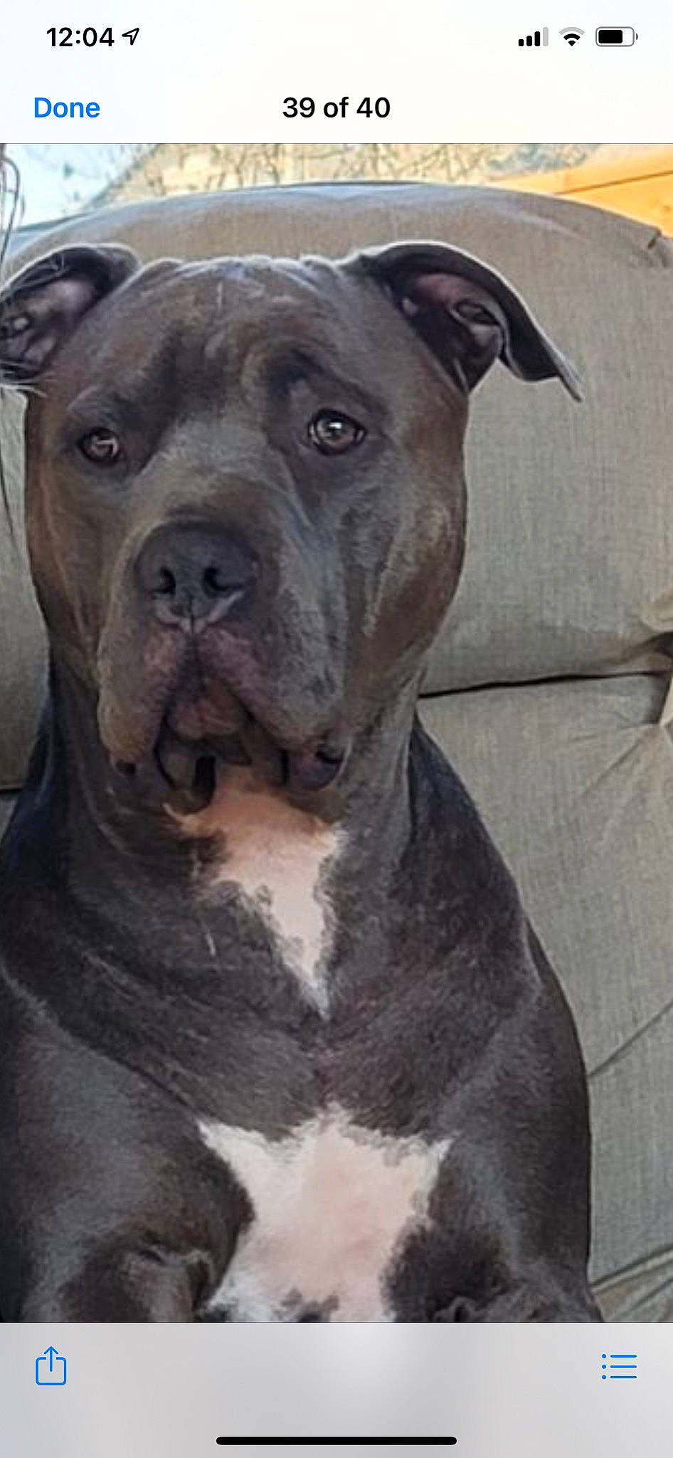 Kit joined the competition — help win amazing prizes! ancient_dog_breeds, canidae, carnivore, collar, companion_dog, cordoba_fighting_dog, dog, dog_breed, dog_collar, fawn, molosser, non_sporting_group, snout, sporting_group, whiskers, working_animal, working_dog