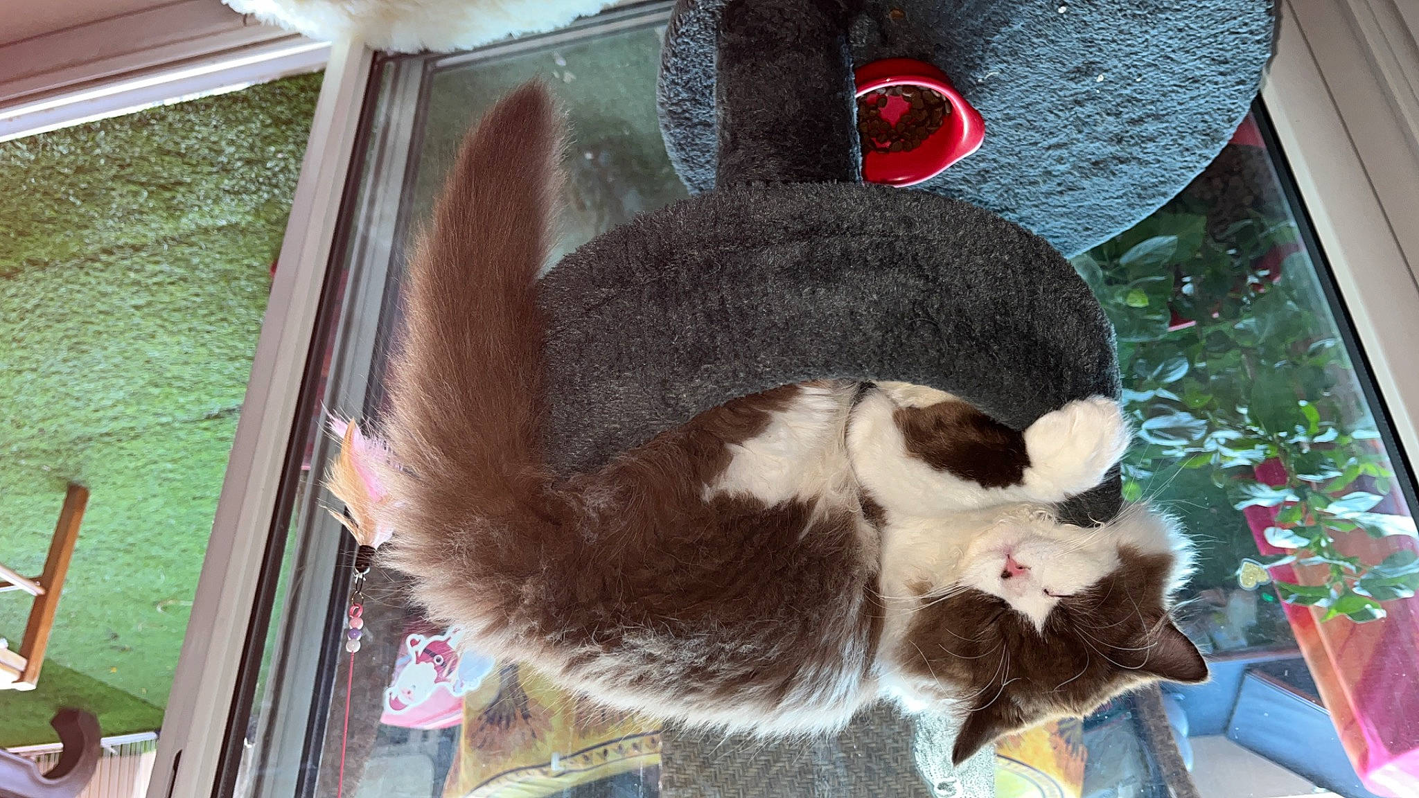 Tagada a rejoint le concours — aidez-le/la à gagner de superbes lots ! canidae, cat, cat_supply, claw, dog_breed, domestic_short_haired_cat, felidae, fur, natural_material, paw, plant, small_to_medium_sized_cats, sporting_group, tail, terrestrial_animal, whiskers, working_animal