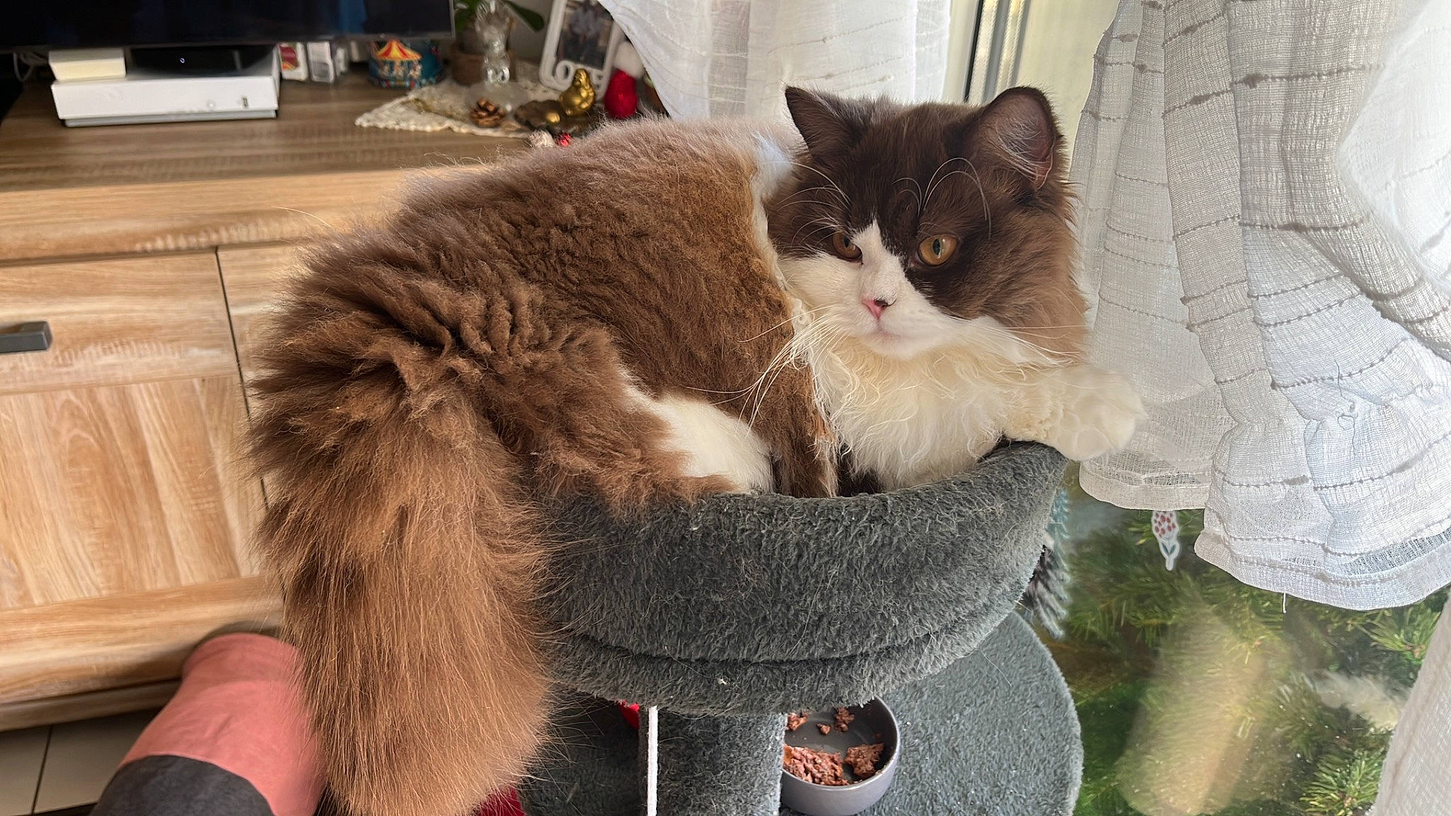 Tagada participe au concours pour gagner de l'argent avec cette photo : bag, box, cardboard, carnivore, cat, cat_furniture, cat_supply, claw, comfort, domestic_short_haired_cat, fashion_accessory, felidae, fur, luggage_and_bags, paw, small_to_medium_sized_cats, snout, tail, whiskers, window