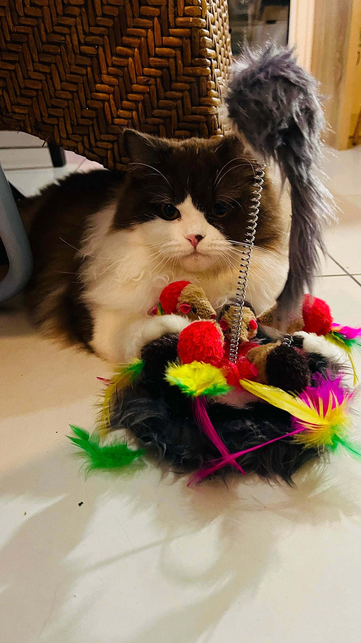 Tagada a rejoint le concours — aidez-le/la à gagner de superbes lots ! basket, canidae, carnivore, cat, claw, comfort, companion_dog, event, felidae, fur, mammal, nap, paw, small_to_medium_sized_cats, snapshot, tail, toy, vertebrate, whiskers, wool