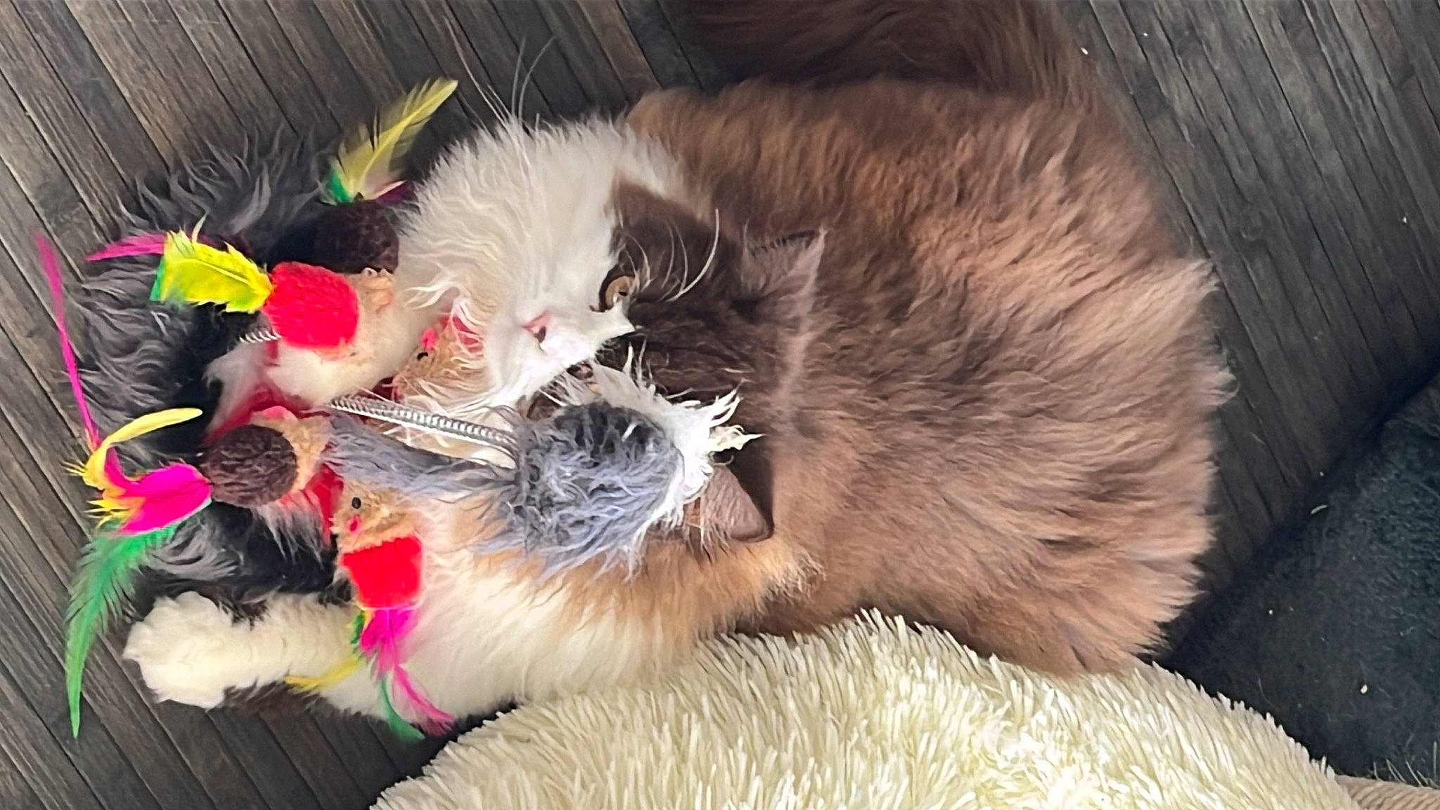 Tagada participe au concours pour gagner de l'argent avec cette photo : canidae, carnivore, cat, cat_bed, cat_supply, cat_toy, claw, companion_dog, dog_breed, event, fawn, felidae, fur, natural_material, paw, pet_supply, small_to_medium_sized_cats, snout, tail, whiskers