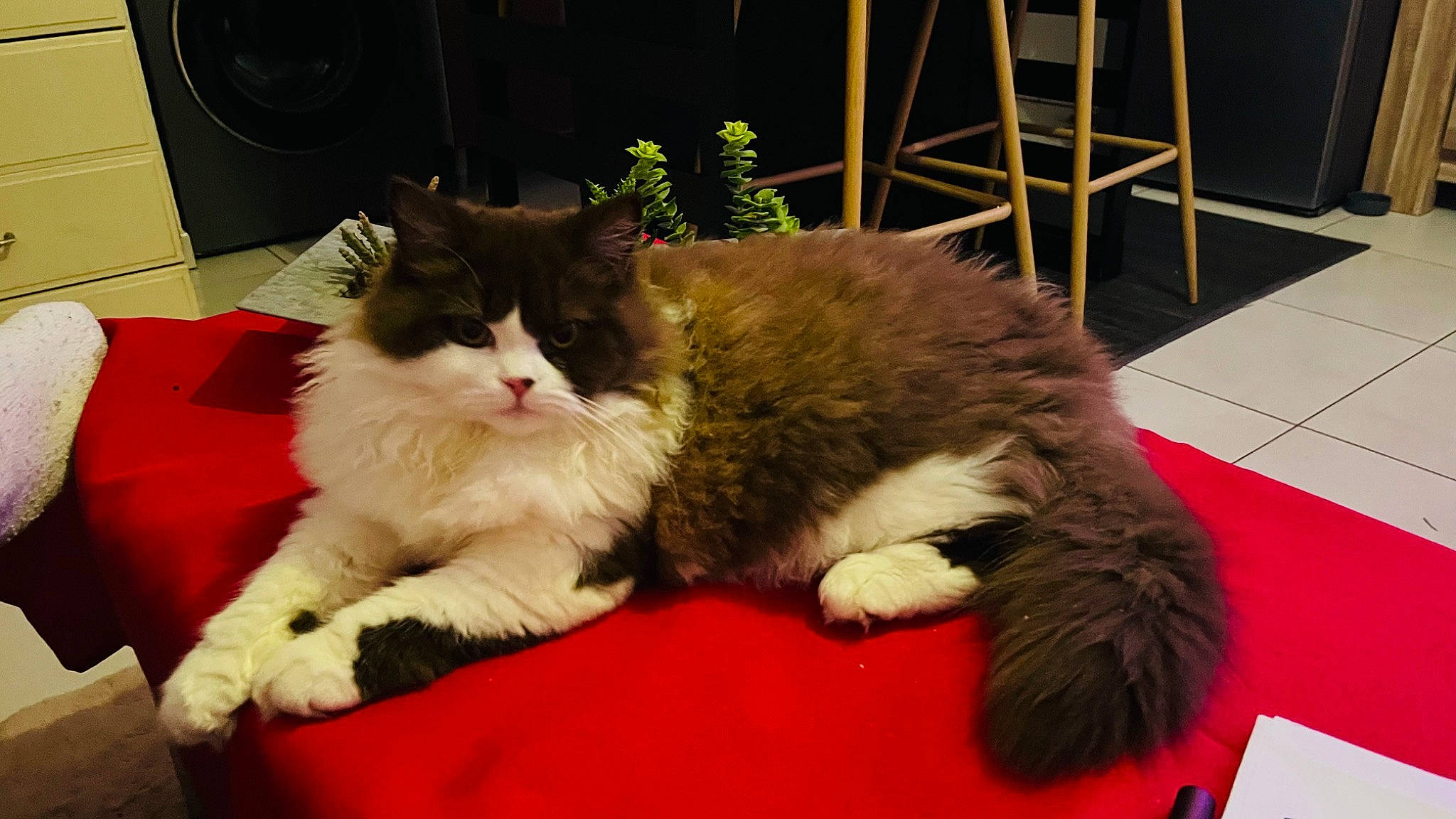 Tagada participe au concours pour gagner de l'argent avec cette photo : carnivore, cat, claw, comfort, domestic_short_haired_cat, event, felidae, flooring, fur, houseplant, lap, paw, plant, small_to_medium_sized_cats, snout, tail, whiskers