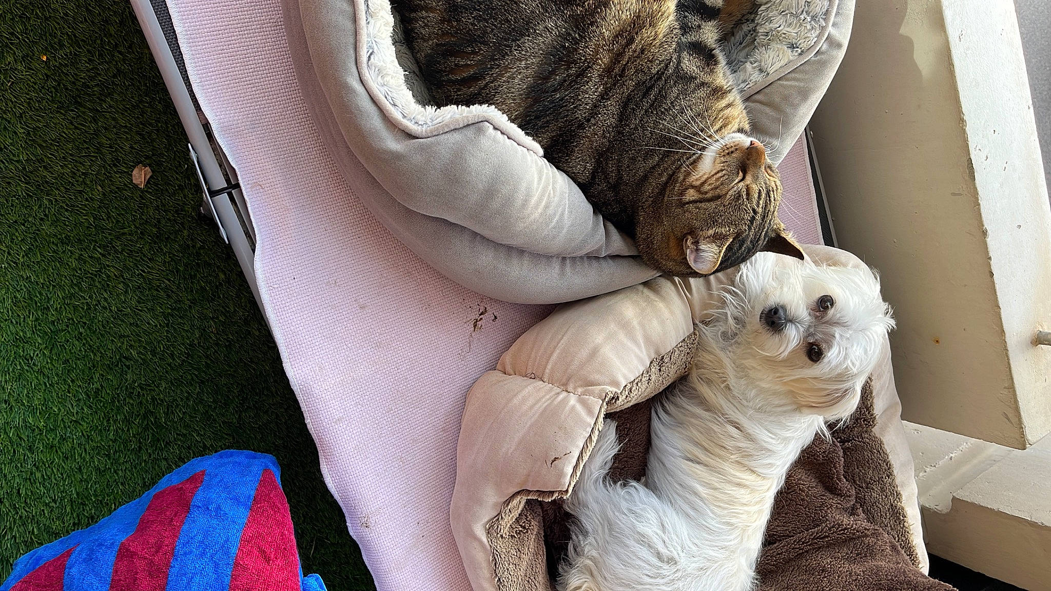 Twiny a rejoint le concours — aidez-le/la à gagner de superbes lots ! bedding, canidae, carnivore, claw, comfort, companion_dog, fawn, felidae, fur, grass, human_leg, linens, nail, pattern, paw, small_to_medium_sized_cats, sock, tail, whiskers, wool