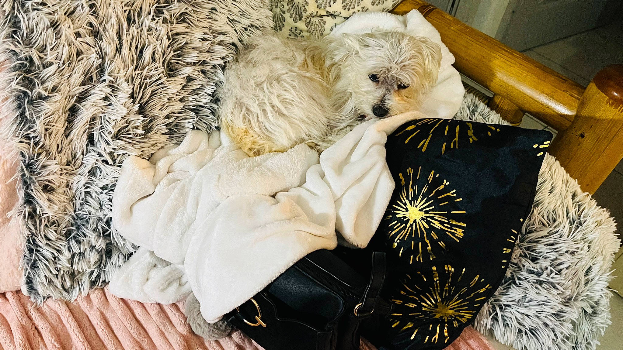 Twiny a rejoint le concours — aidez-le/la à gagner de superbes lots ! canidae, carnivore, companion_dog, dog, dog_breed, dog_clothes, fashion_accessory, fashion_design, fawn, felidae, fur, linens, outerwear, pattern, small_terrier, sporting_group, stuffed_toy, textile, toy, toy_dog