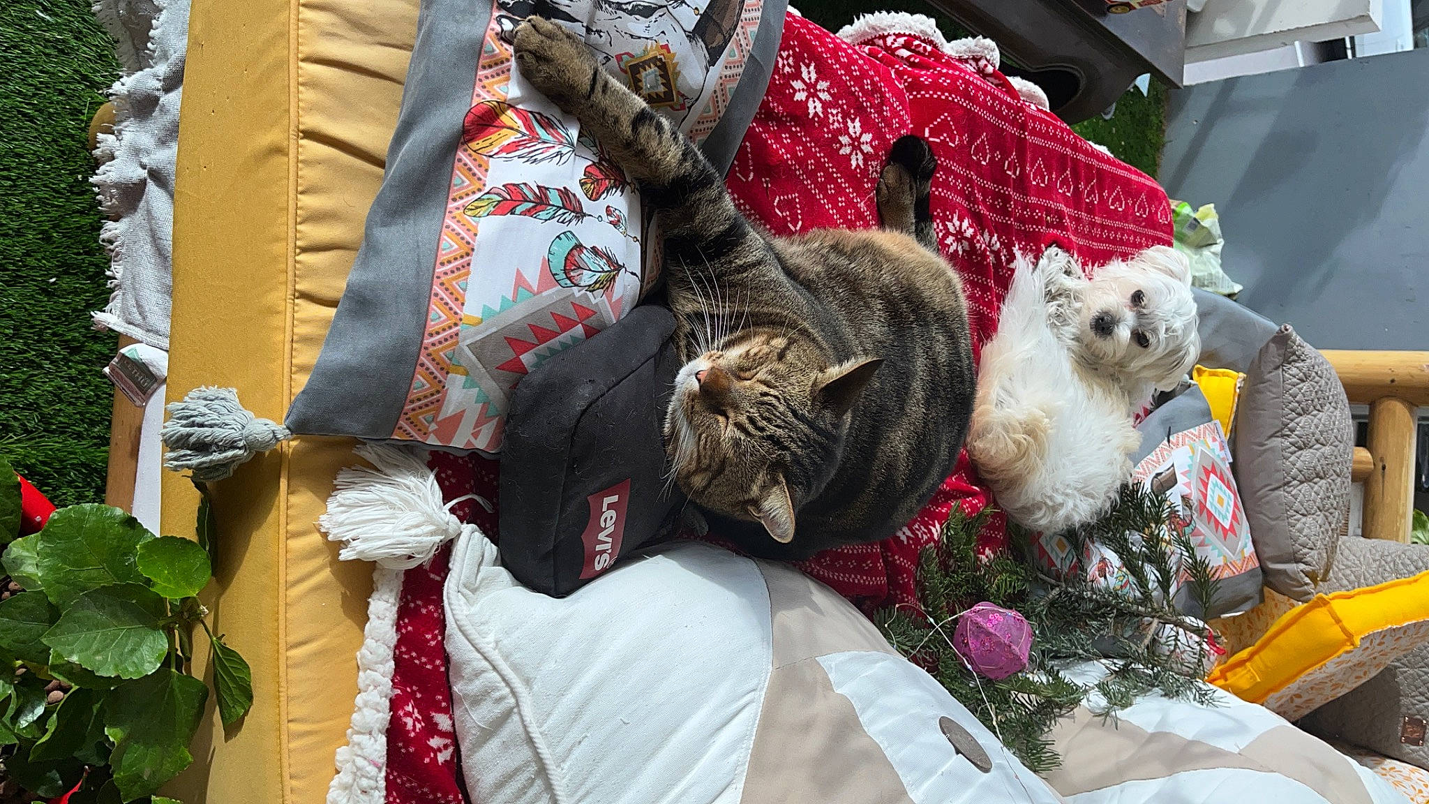 Twiny a rejoint le concours — aidez-le/la à gagner de superbes lots ! basket, carnivore, cat, comfort, domestic_short_haired_cat, event, felidae, fur, linens, pattern, plant, small_to_medium_sized_cats, tableware, tail, tree, whiskers
