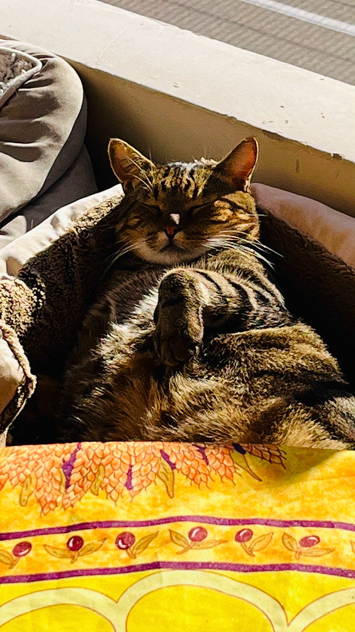 Petou participe au concours pour gagner de l'argent avec cette photo : basket, carnivore, cat, cat_supply, claw, comfort, domestic_short_haired_cat, felidae, fur, linens, paw, pet_supply, room, sitting, small_to_medium_sized_cats, snout, tail, terrestrial_animal, whiskers