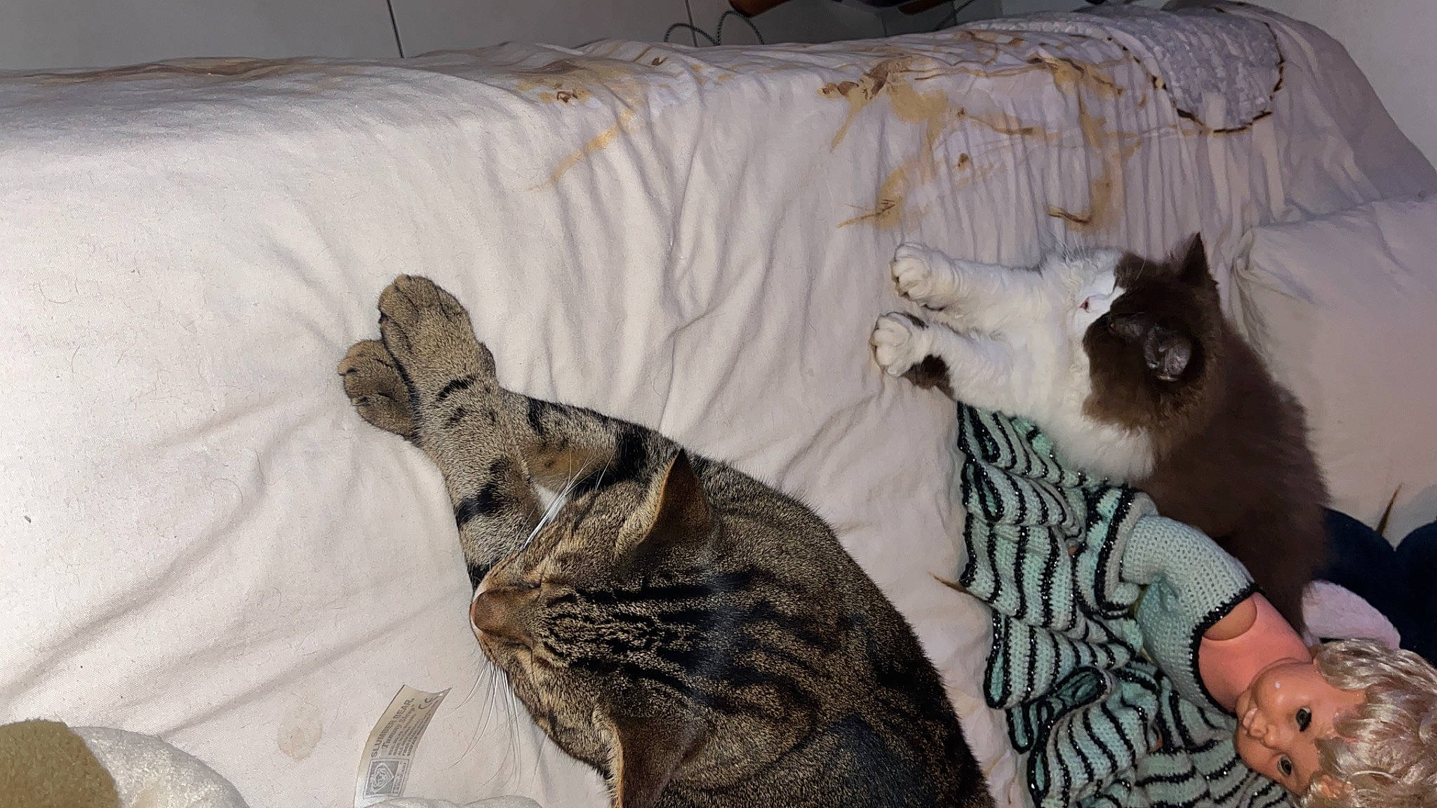 Petou a rejoint le concours — aidez-le/la à gagner de superbes lots ! bed, canidae, carnivore, cat, comfort, companion_dog, couch, dog_breed, domestic_short_haired_cat, fawn, felidae, fur, linens, nap, small_to_medium_sized_cats, snout, sporting_group, tail, terrestrial_animal, whiskers