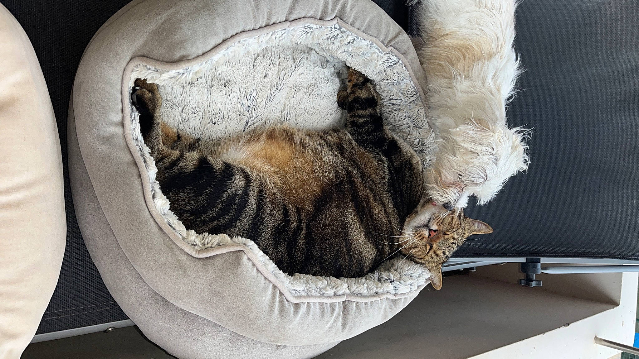 Petou participe au concours pour gagner de l'argent avec cette photo : carnivore, cat, cat_bed, cat_supply, claw, comfort, domestic_short_haired_cat, fawn, felidae, fur, mammal, natural_material, paw, plant, small_to_medium_sized_cats, snout, tail, whiskers, wood, wool