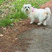 Christine Marti participe au concours pour gagner de l'argent avec cette photo : animal, canine, companion, curious, daylight, dog, forest_floor, fur, grass, greenery, leaves, nature, outdoor, park, path, pet, pink_harness, small_dog, walking, white_dog