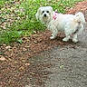 animal, canine, companion, curious, daylight, dog, forest_floor, fur, grass, greenery, leaves, nature, outdoor, park, path, pet, pink_harness, small_dog, walking, white_dog
