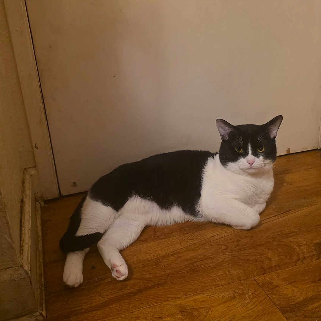 Bob joined the competition — help win amazing prizes! cat, black_and_white, feline, pet, indoor, wooden_floor, door, resting, animal, mammal, cute, domestic, laying_down, fur, whiskers, ears, paws, quiet, home, relaxed