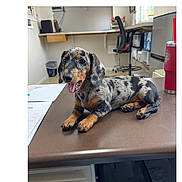 Paquita joined the competition — help win amazing prizes! animal, computer, cute, dachshund, desk, dog, filing_supplies, indoors, longhaired_dachshund, lying_down, merle_coat, office, office_chair, paperwork, pet, photography, portrait, smartphone_screenshot, spotted_coat, workplace