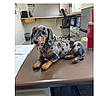 animal, computer, cute, dachshund, desk, dog, filing_supplies, indoors, longhaired_dachshund, lying_down, merle_coat, office, office_chair, paperwork, pet, photography, portrait, smartphone_screenshot, spotted_coat, workplace
