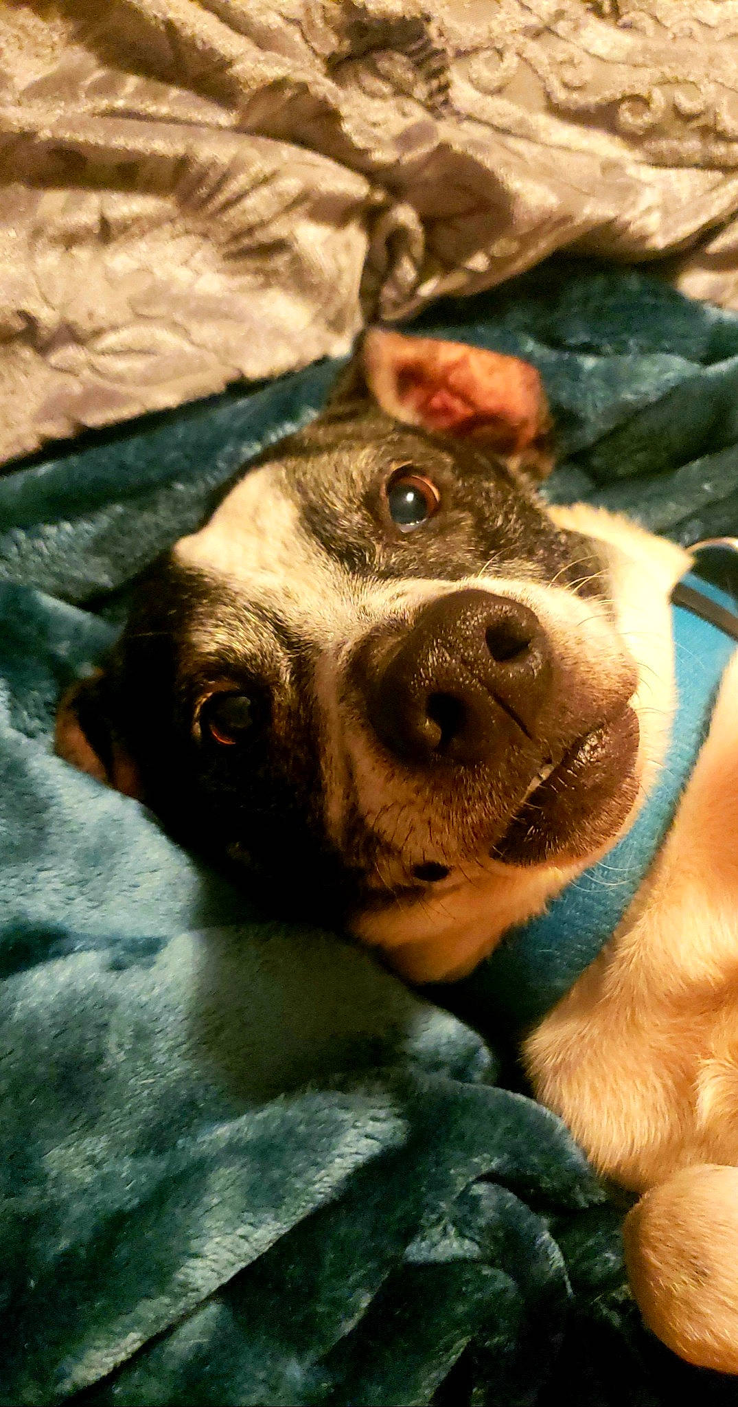 Icabod is registered to the contest to win money with this photo: canidae, carnivore, collar, companion_dog, dog, dog_breed, ear, fawn, fur, guard_dog, jaw, non_sporting_group, paw, snout, sporting_group, terrestrial_animal, whiskers, working_animal, working_dog, wrinkle