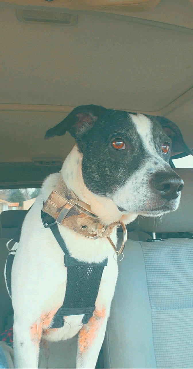 Icabod is registered to the contest to win money with this photo: canidae, carnivore, collar, companion_dog, dog, dog_breed, dog_clothes, dog_collar, dog_supply, fawn, fur, leash, non_sporting_group, pet_supply, snout, sporting_group, whiskers, working_animal, working_dog