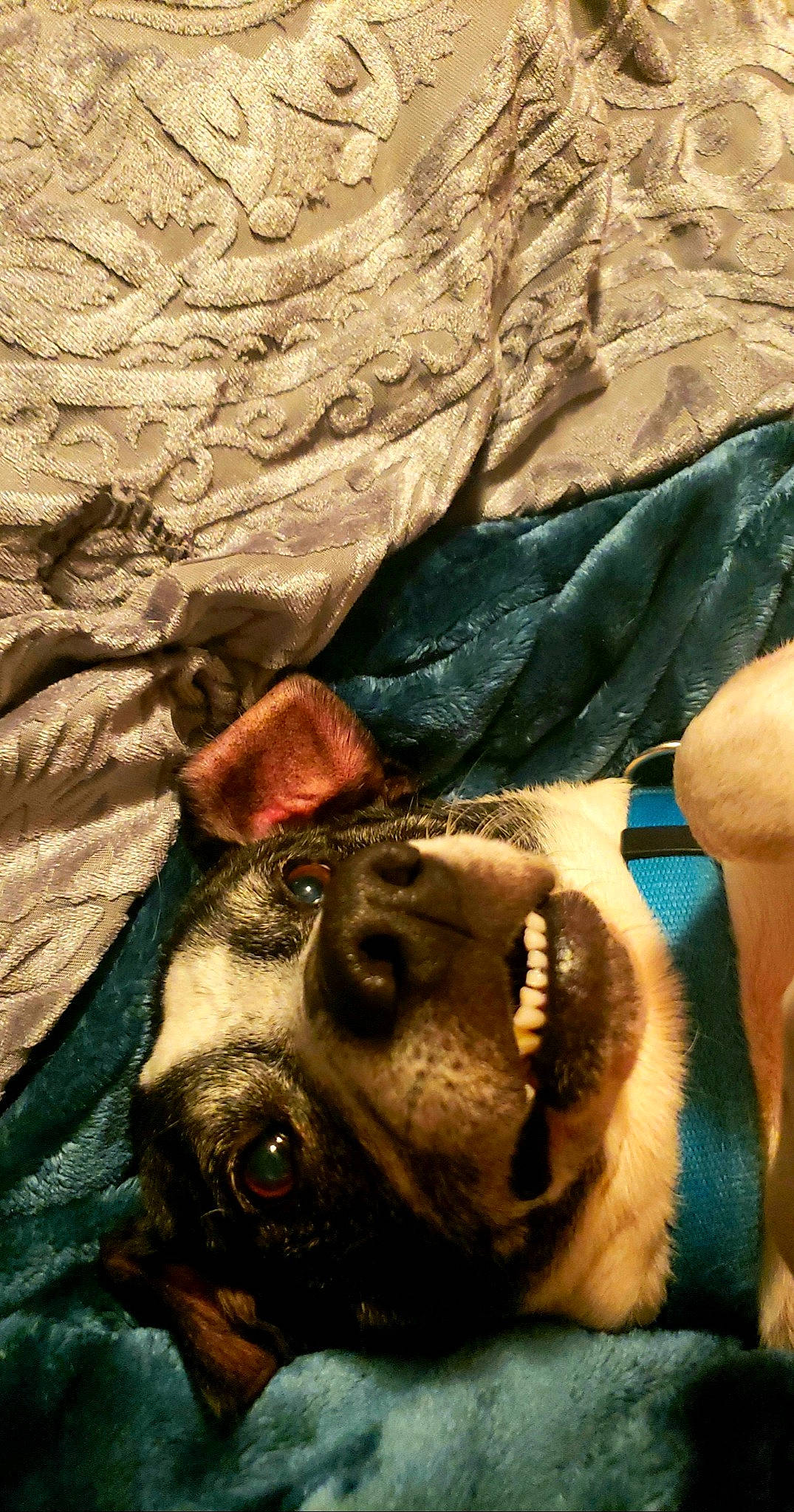 Icabod is registered to the contest to win money with this photo: ancient_dog_breeds, canidae, carnivore, companion_dog, dog, dog_breed, fashion_accessory, fawn, fur, guard_dog, hat, landscape, rock, snout, soil, sporting_group, whiskers, wildlife, working_animal, wrinkle