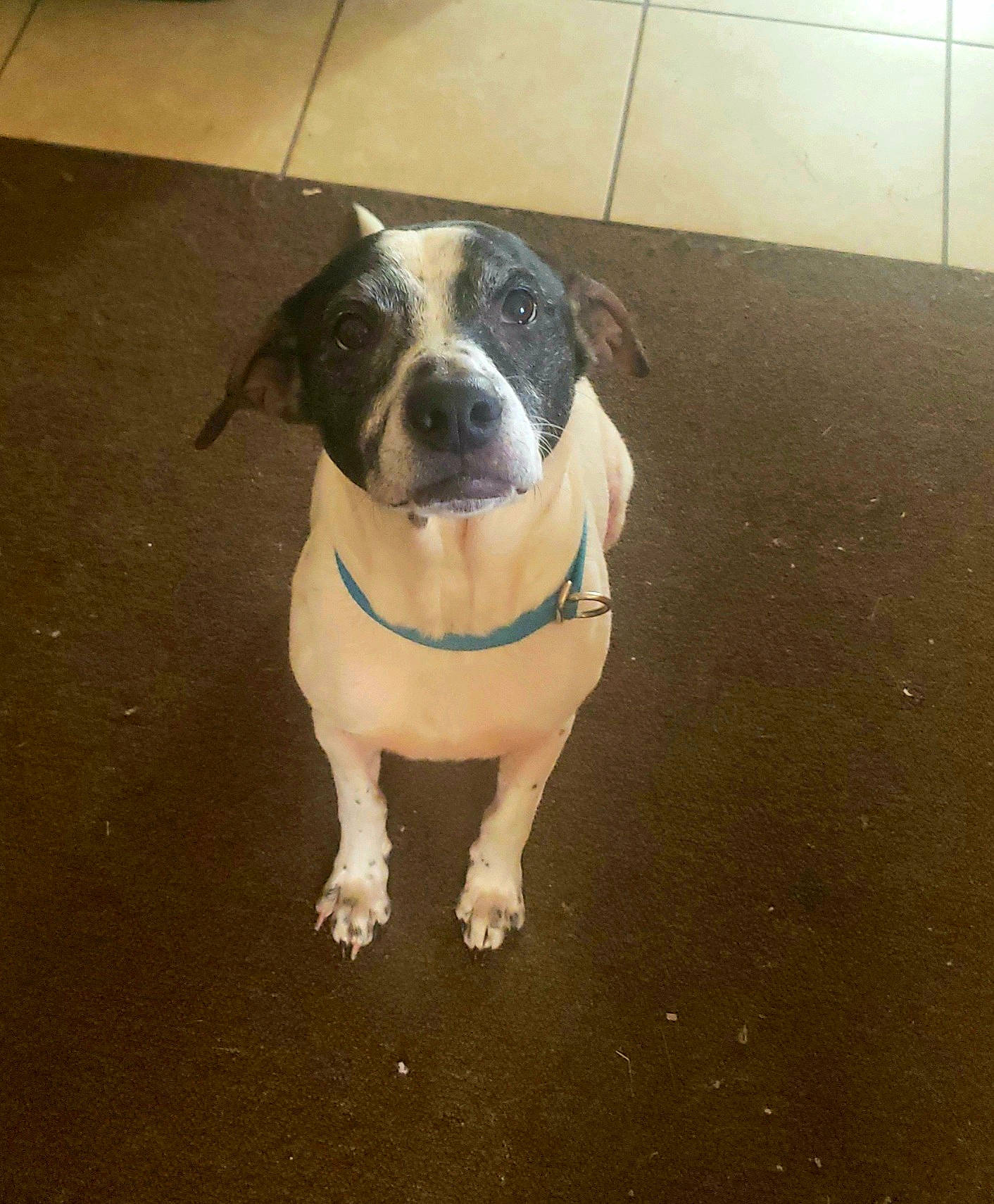 Icabod joined the competition — help win amazing prizes! boston_terrier, bulldog, carnivore, collar, companion_dog, dog, dog_breed, dog_collar, flooring, leash, molosser, paw, pet_supply, road_surface, tail, toy_dog, whiskers, window, working_animal, working_dog