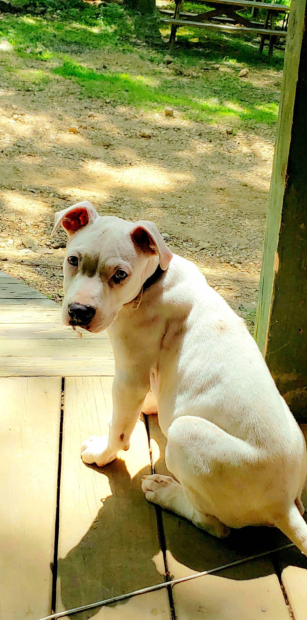 Happy is registered to the contest to win money with this photo: canidae, carnivore, collar, companion_dog, dog, dog_breed, dog_collar, fawn, non_sporting_group, pet_supply, snout, sporting_group, tail, terrestrial_animal, whiskers, working_animal