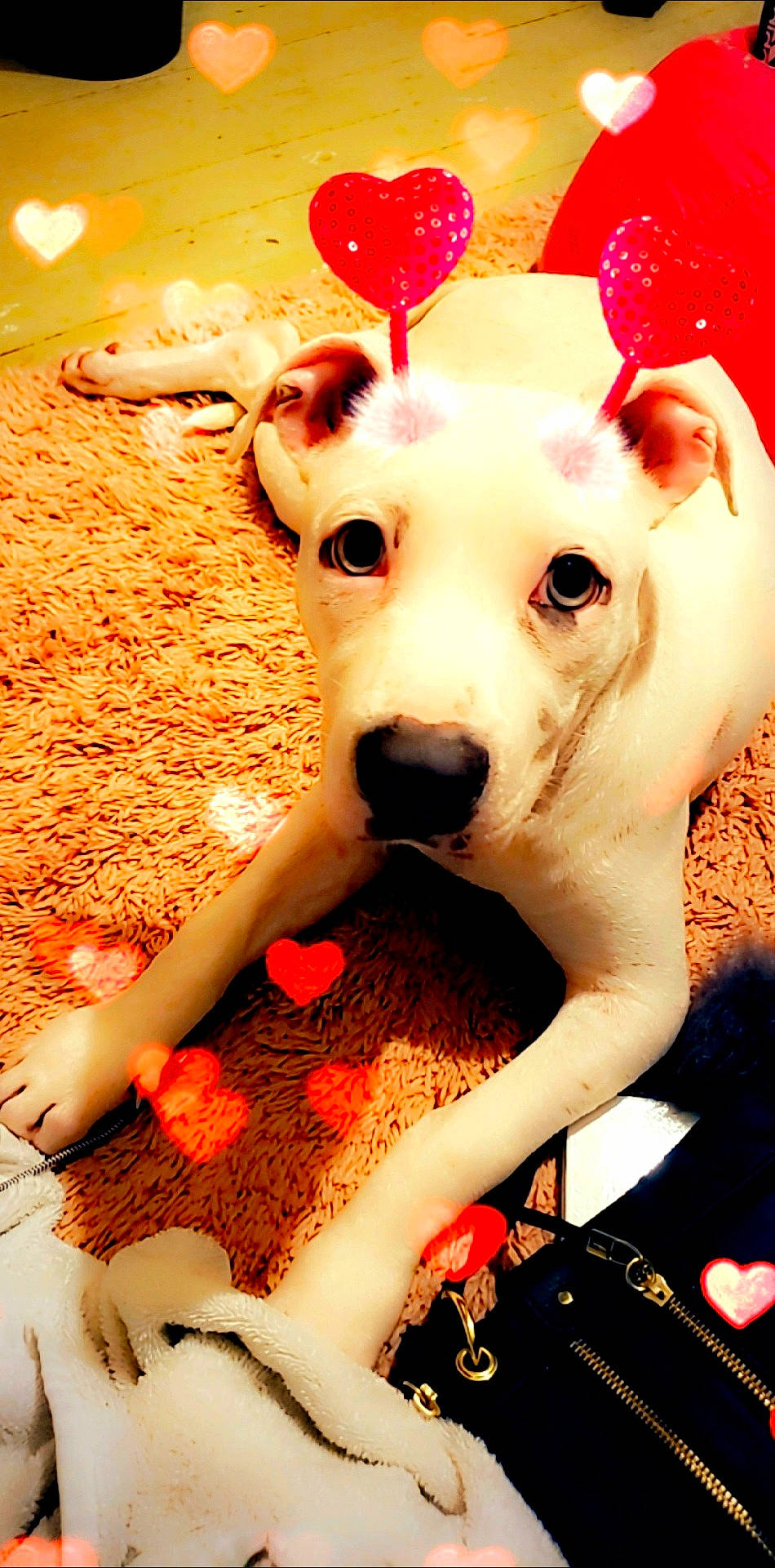 Happy joined the competition — help win amazing prizes! ancient_dog_breeds, canidae, carnivore, collar, companion_dog, dog, dog_breed, dog_collar, dog_supply, fawn, fur, happy, light, non_sporting_group, paw, snout, sporting_group, whiskers, working_animal, working_dog