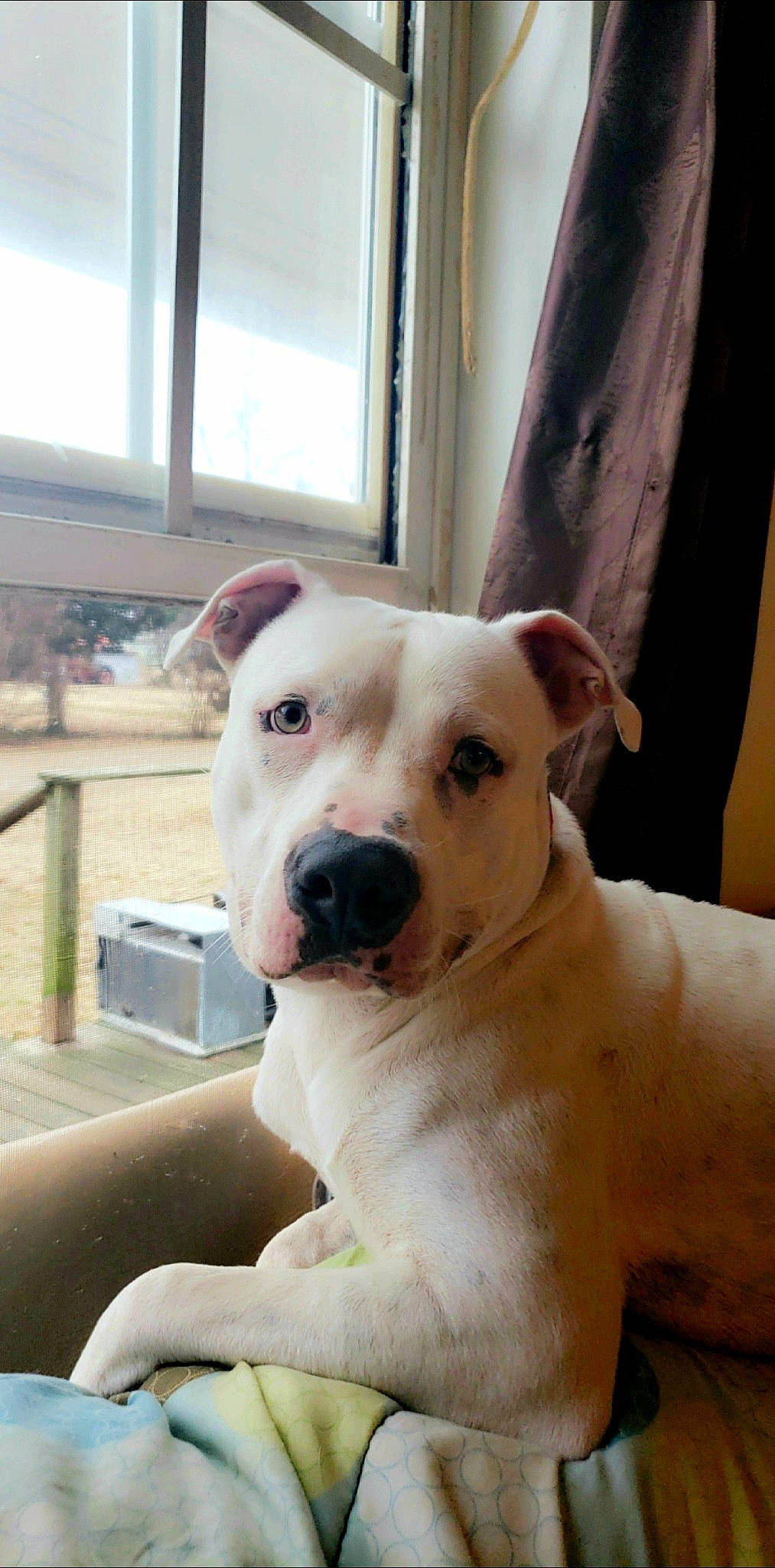 Happy joined the competition — help win amazing prizes! canidae, carnivore, collar, companion_dog, curtain, dog, dog_breed, dog_collar, dogo_guatemalteco, fawn, guard_dog, non_sporting_group, pet_supply, snout, sporting_group, terrestrial_animal, whiskers, window, wood, working_animal