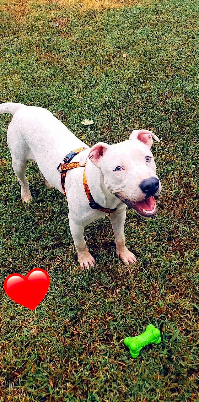 Happy joined the competition — help win amazing prizes! canidae, carmine, carnivore, collar, companion_dog, coquelicot, dog, dog_breed, dog_collar, fawn, grass, happy, non_sporting_group, plant, snout, sporting_group, tail, working_animal