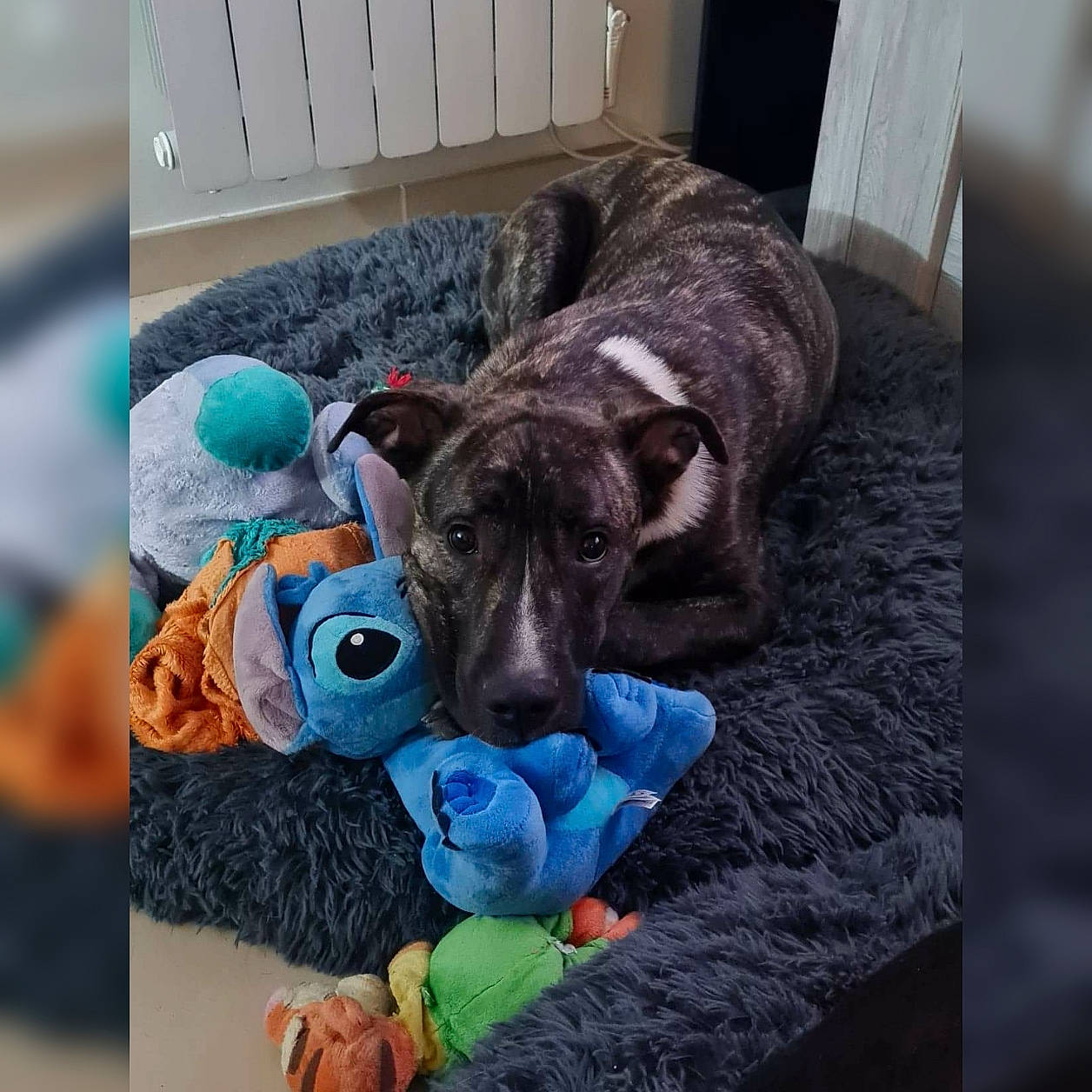 Québec participe au concours pour gagner de l'argent avec cette photo : canidae, carnivore, companion_dog, dog, dog_breed, dog_supply, fur, mat, pet_supply, plush, snout, sporting_group, stuffed_toy, teal, thread, toy, turquoise, wool, working_animal, working_dog