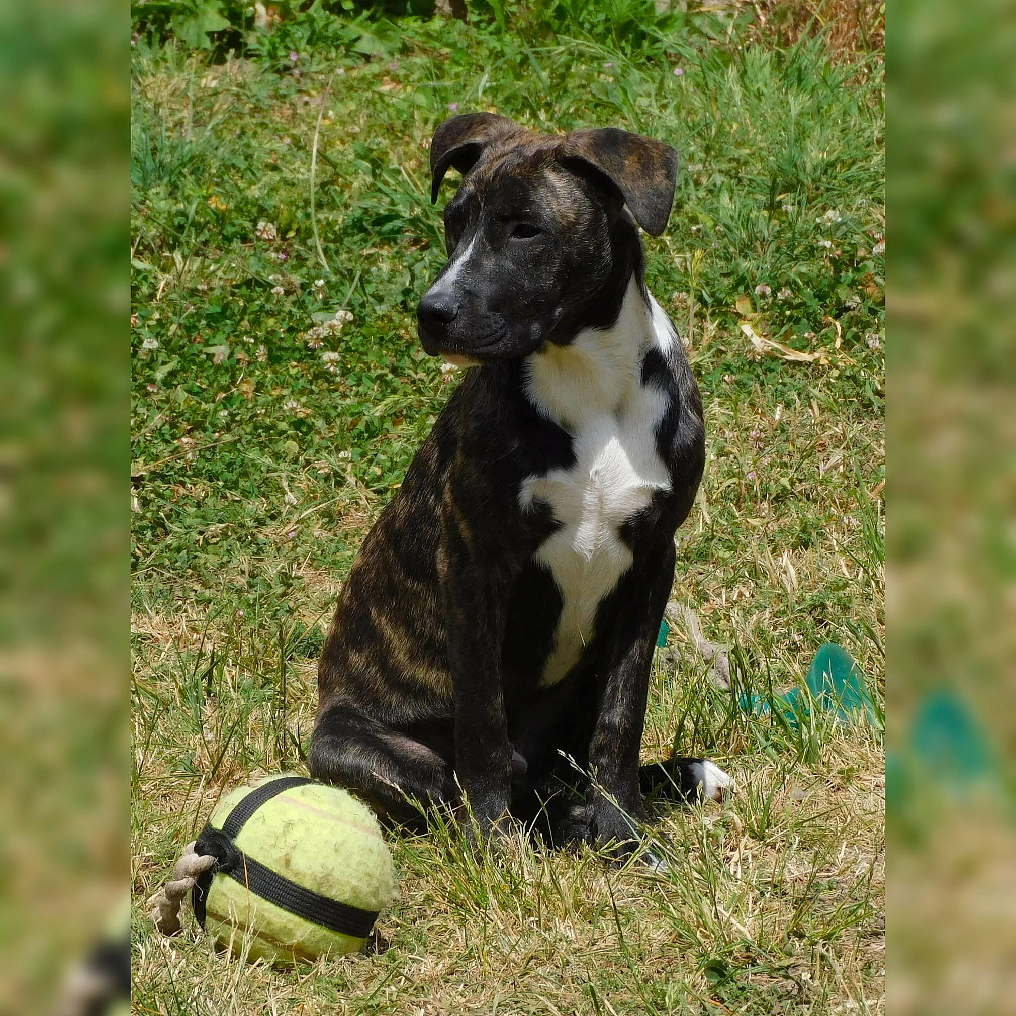 Québec a rejoint le concours — aidez-le/la à gagner de superbes lots ! canidae, carnivore, companion_dog, dog, dog_breed, dog_supply, dog_toy, field, grass, grass_family, green, mammal, snout, sporting_group, street_dog, terrestrial_animal, working_animal, working_dog