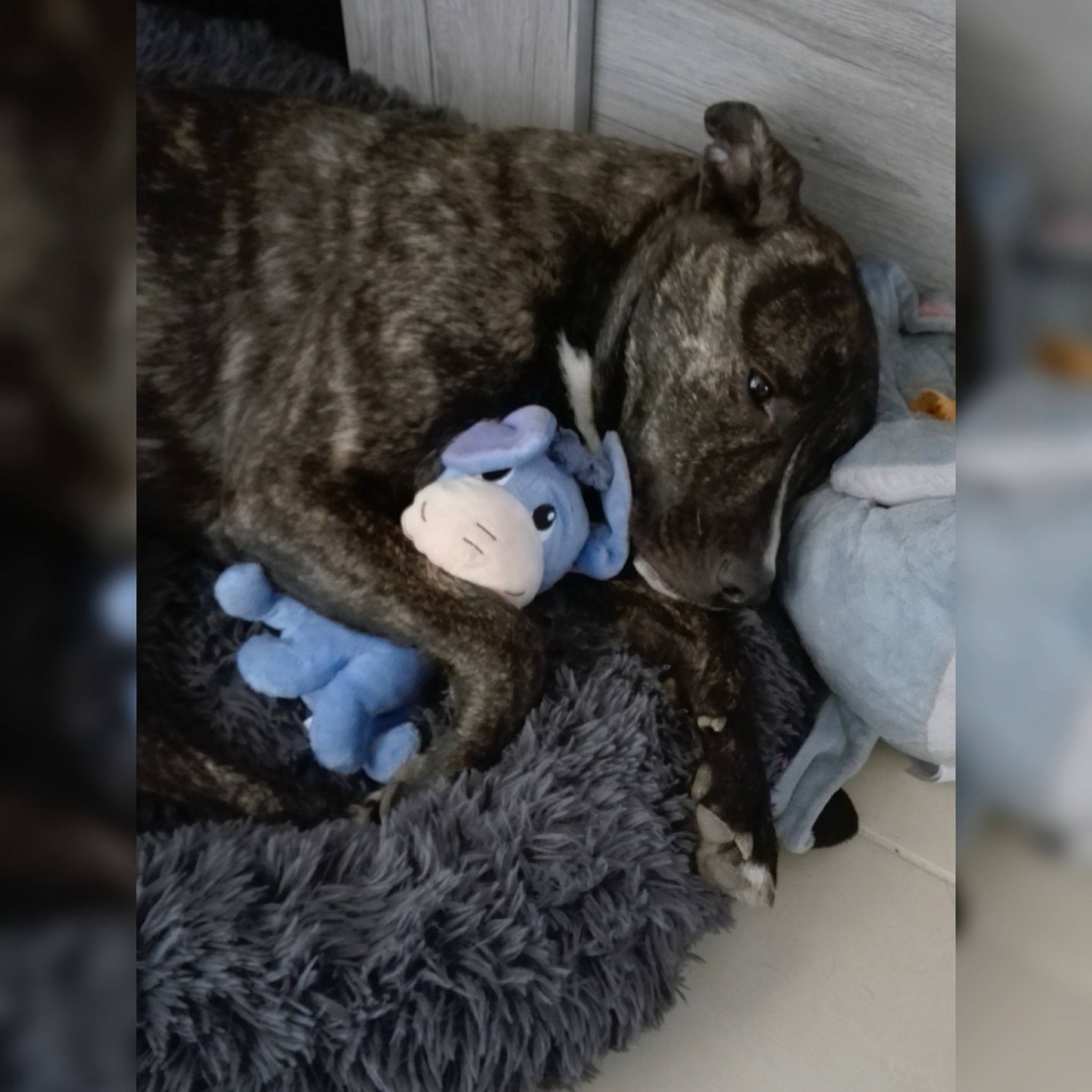 Québec participe au concours pour gagner de l'argent avec cette photo : baby_toys, fur, grey, natural_material, plush, stuffed_toy, teddy_bear, textile, toy