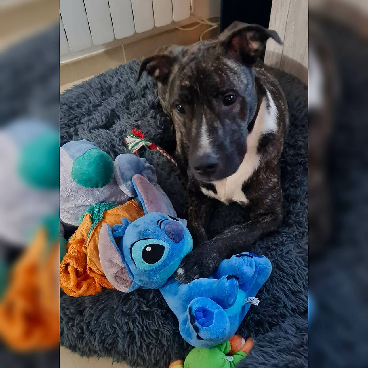 Québec a rejoint le concours — aidez-le/la à gagner de superbes lots ! aqua, blue, canidae, carnivore, collar, companion_dog, dog, dog_breed, dog_collar, dog_supply, pet_supply, plush, snout, sporting_group, teal, toy, turquoise, whiskers, working_animal, working_dog