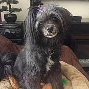 Misty is registered to the contest to win money with this photo: animal, black_dog, bonsai, collar, cozy, cute, dog, domestic_animal, fluffy, furniture, furry, hair_tie, indoor, living_room, pet_bed, portrait, sitting, small_dog, toy, tv