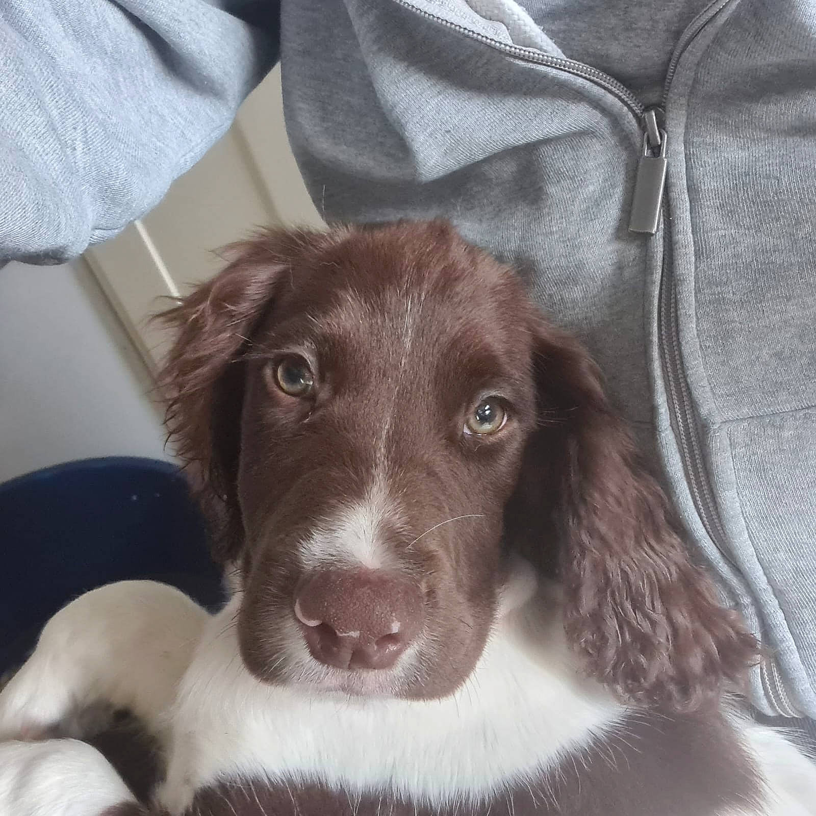 Llew is registered to the contest to win money with this photo: canidae, carnivore, companion_dog, dog, dog_breed, ear, fur, gun_dog, hunting_dog, liver, pointing_breed, puppy, sleeve, snout, sporting_group, whiskers, working_animal